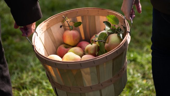basket of apples