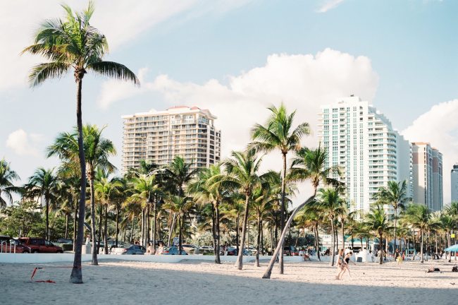 miami palm trees