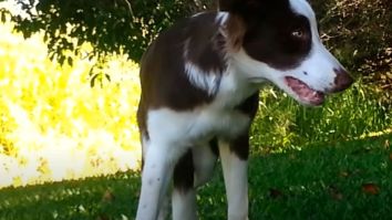 This Is What It Looks Like When A Dog Eats Magic Mushrooms And Trips TF Out