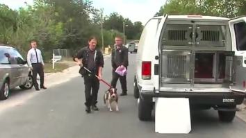 Dog Named ‘Scarface’ Mauls 3 Family Members After Owner Tries To Dress It In A Christmas Sweater