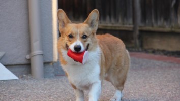 Someone Finally Invented Bro-Themed Dog Toys For Pups That Like To Lift And Party