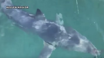 This Mako Shark REALLY Does Not Want To Be Caught, Does Craziest Back Flips You’ll Ever See