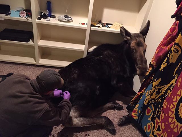 moose stuck in basement Idaho