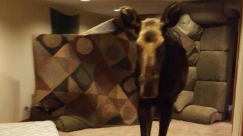Moose Jumps Through Window And Gets Stuck In Idaho Family’s Basement…Then Things Get Weird And Dangerous