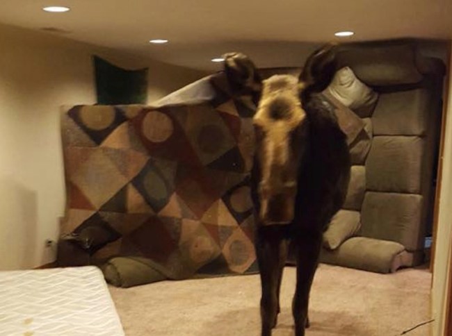 moose stuck in basement