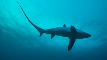 Heroic Man Saves His Wife From Shark Attack By Punching It In The Face After It Bit Her Leg
