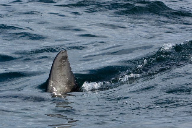 great white shark fin
