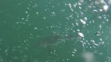 Bro Out Spearfishing On The Reef Ends Up In HEATED Tug-Of-War Battle With A Very Pissed Off Shark