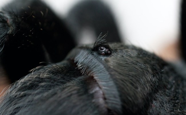 Tarantula Eating Snake