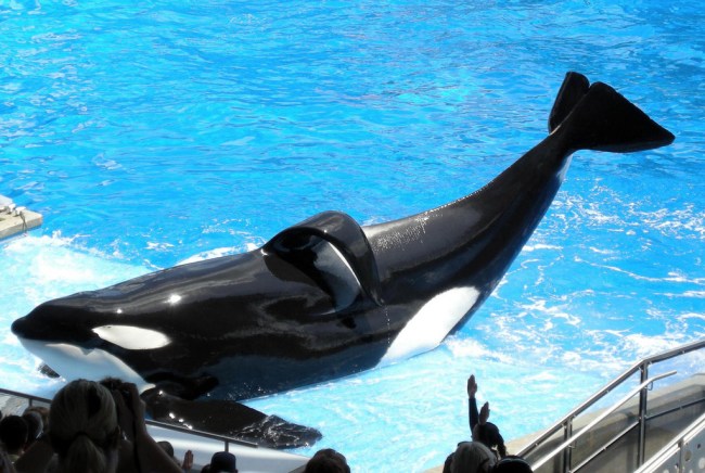 tilikum_orca_shamu