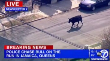 That Video Of A Cow Running Around New York City Is A Lot Better When It’s Set To A Funky Phish Jam