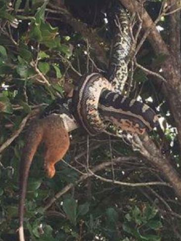 carpet python swallows ringtail possum