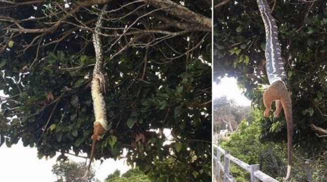 carpet python swallows ringtail possum