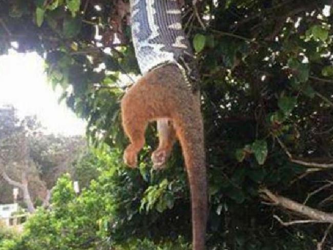 carpet python swallows ringtail possum