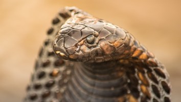 Man Who Spent His Life Kissing Deadly Snakes Dies After Being Kissed By Deadly Snake
