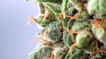 Here’s What Eating THC-Infused Marijuana Edibles Does To Your Brain