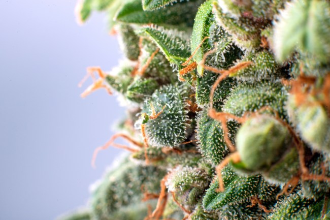 marijuana