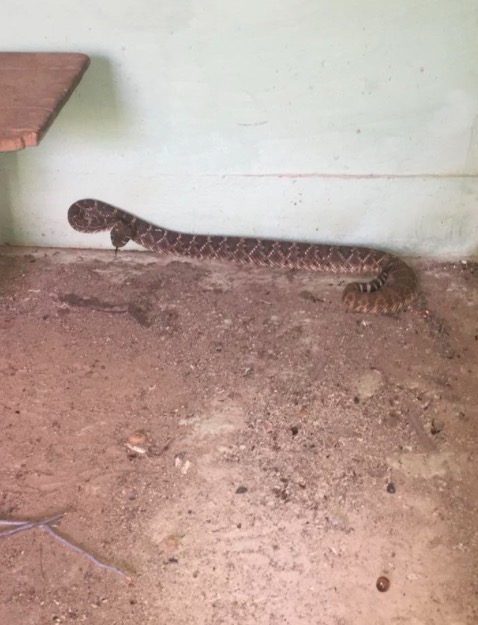 snakes-3
