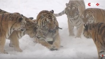 A Pack Of Fat Siberian Tigers Hunted Down A Drone And Ripped It To Shreds In Satisfying Video