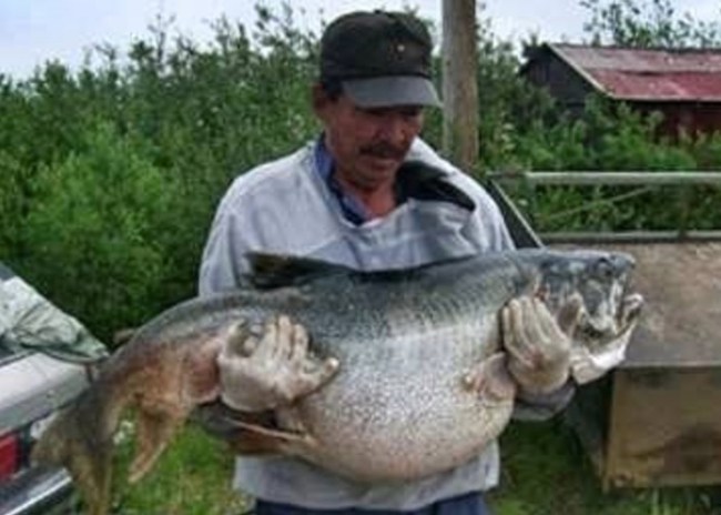 World Record Lake Trout