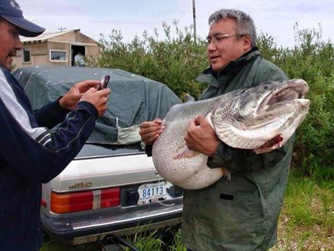 World Record Lake Trout