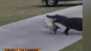 Golfers Stunned To See Alligator With A GIGANTIC Fish In Its Mouth Walking Across The Cart Path