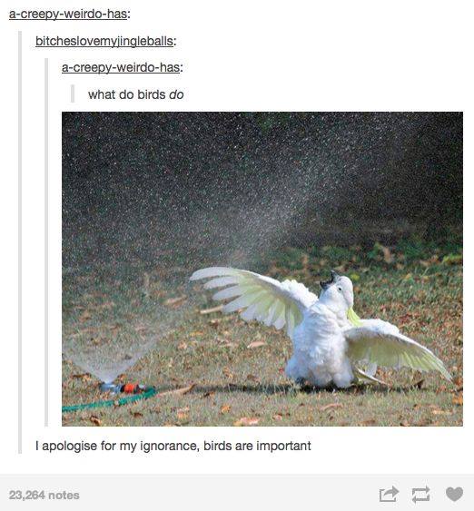 tumblr's best