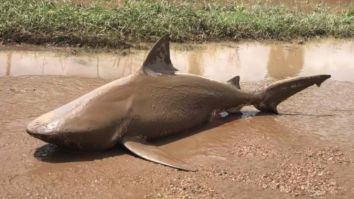 Sharknado Is REAL! And It Happened In Australia