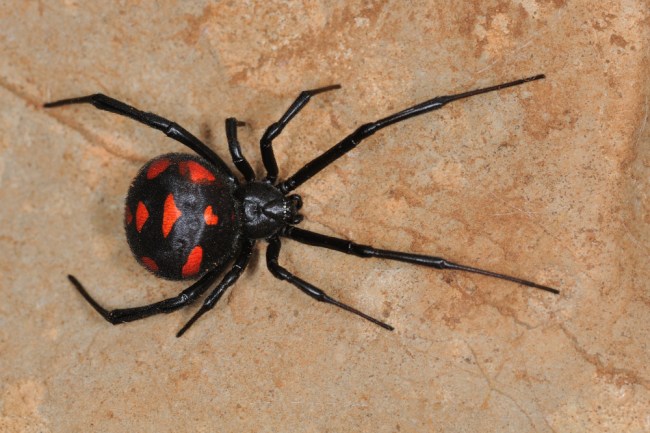 black widow spider