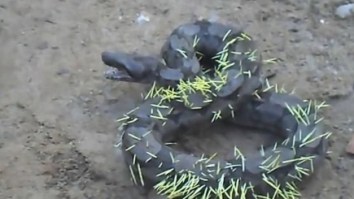 A Python Ate A Porcupine And Instantly Learns That When You Play Stupid Games, You Win Stupid Prizes
