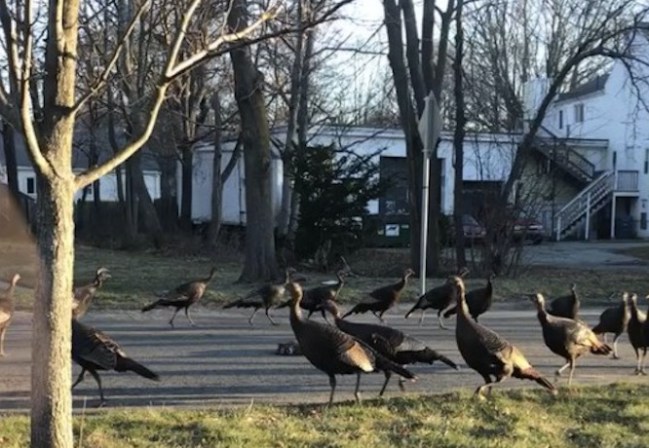 turkeys circling dead cat explanation