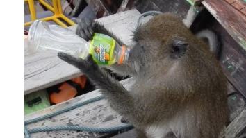 This Monkey Who Crashes A Boat Party And Steals Vodka Is My Spirit Animal