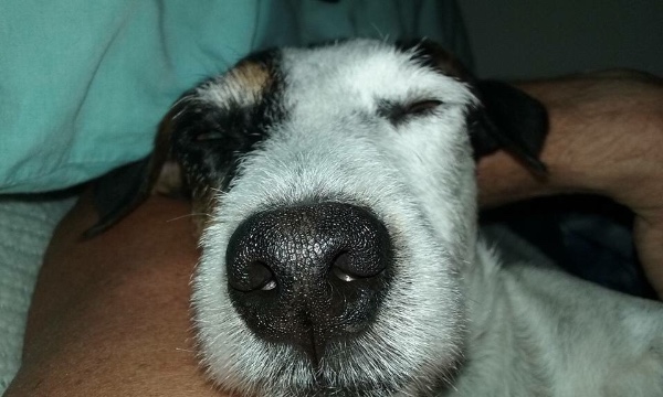 pit bull attack gofundme