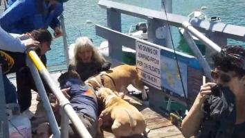 Horrifying Video Shows Pit Bulls Mauling Man After Trying To Save His Dog From Attack