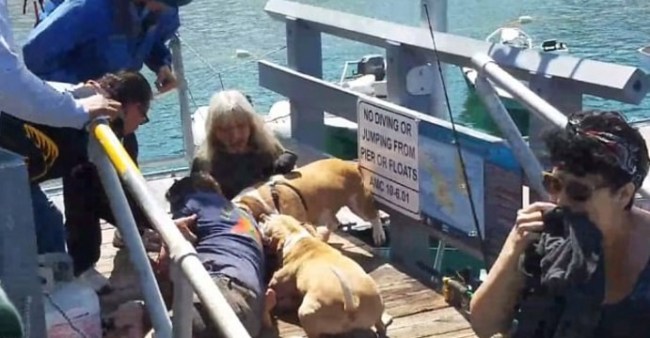 Pit Bulls Mauling Man After Trying To Save His Dog From Attack