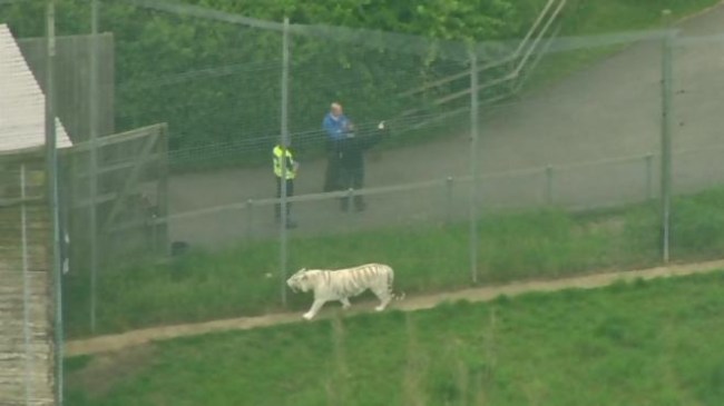 Hamerton Zoo Tiger Incident