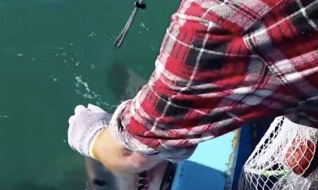 Australian Great White Shark Encounter