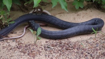 Snake Regurgitates Live Snake And You Can’t Unsee All This Nope