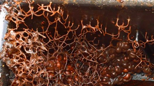 Tetragonula stingless bee Australia