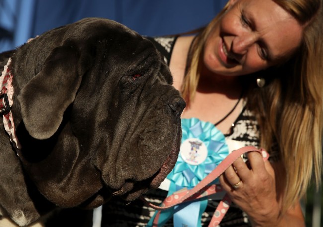 world's ugliest dog