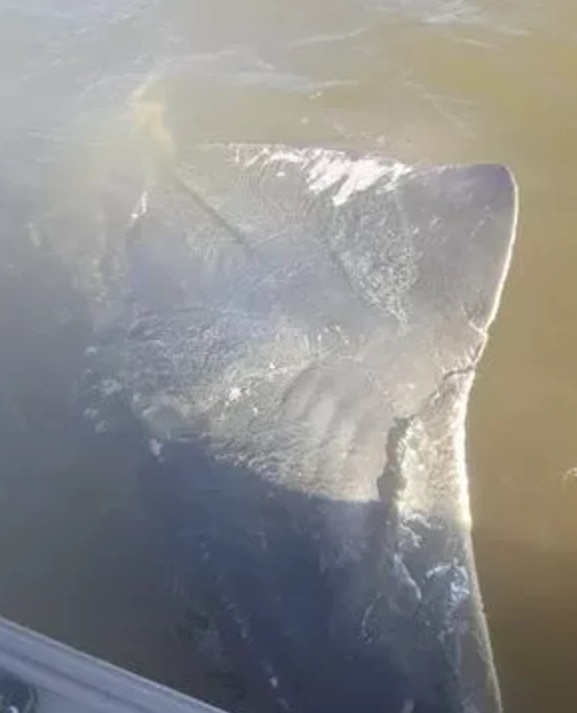 smalltooth sawfish caught in Chokoloskee by Josh Ludwig
