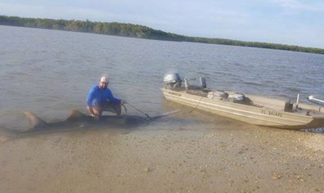 smalltooth sawfish caught in Chokoloskee by Josh Ludwig
