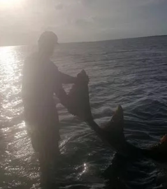 smalltooth sawfish caught in Chokoloskee by Josh Ludwig