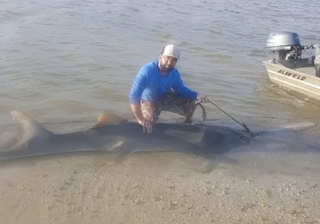 smalltooth sawfish caught in Chokoloskee by Josh Ludwig