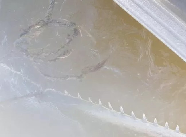 smalltooth sawfish caught in Chokoloskee by Josh Ludwig
