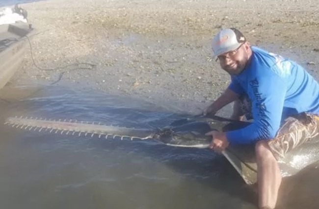 smalltooth sawfish caught in Chokoloskee by Josh Ludwig