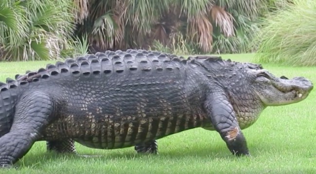 Sherman the Tank Alligator Fripp Island South Carolina