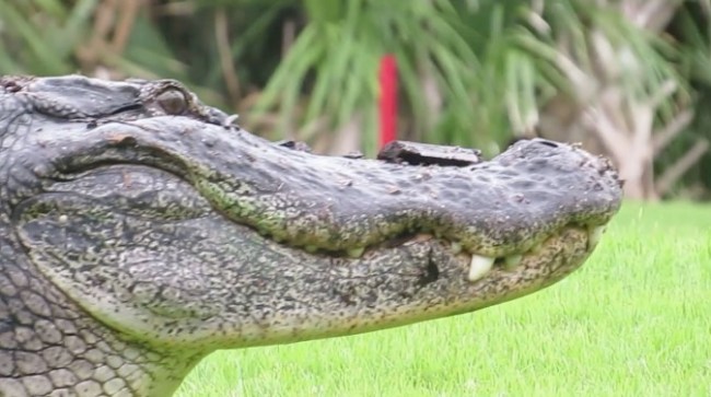 Sherman the Tank Alligator Fripp Island South Carolina