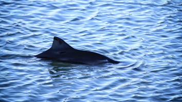 First Ever Two-Headed Porpoise Found By Fishermen And This Is A True Sea Monster