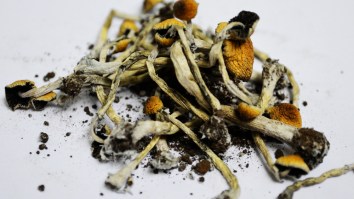 Man Arrested With 1,000 Fake Drugs At Bonnaroo Gives Police Greatest Statement In History